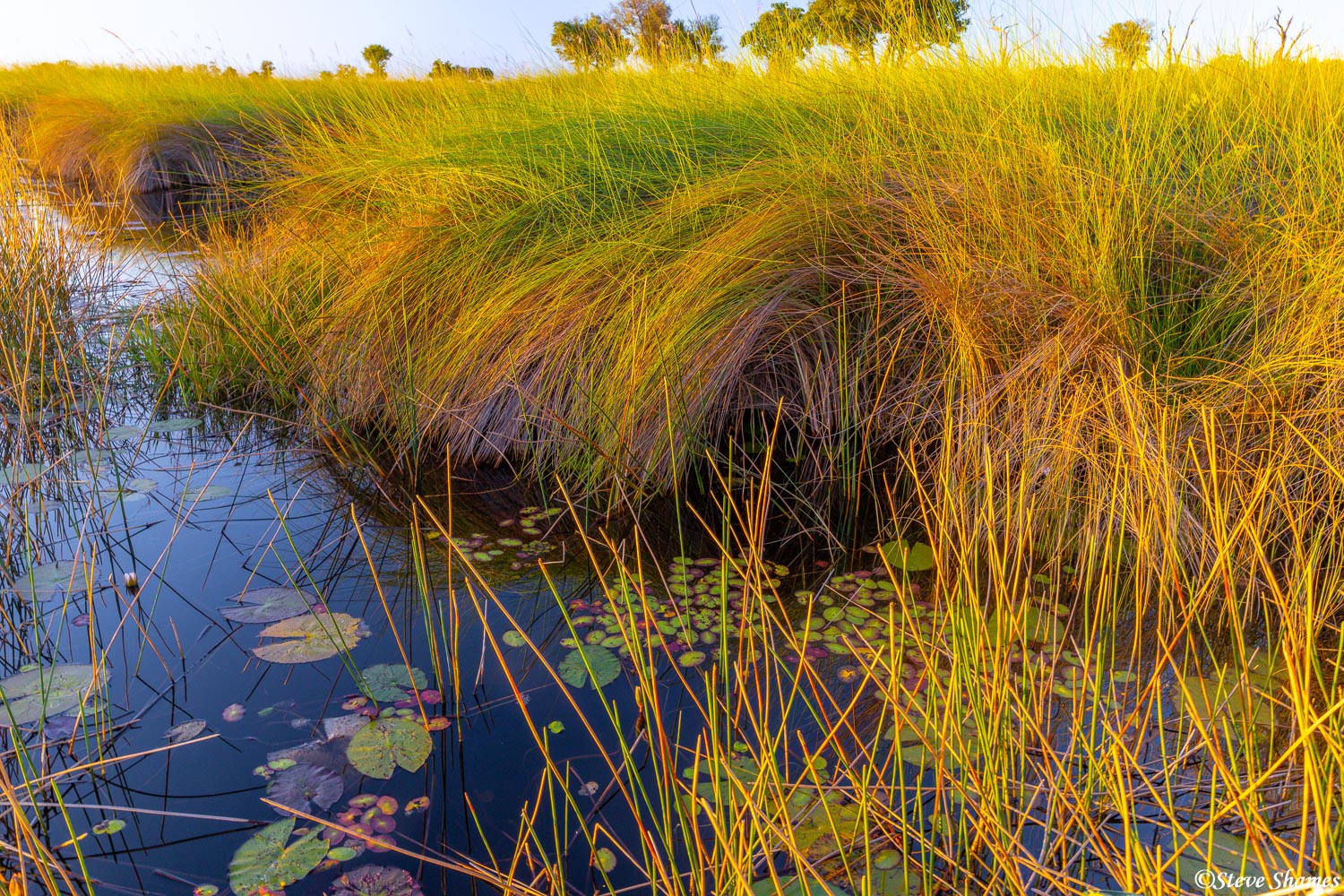 There is no shortage of thick grass in the Okavango Delta. I thought this curly segment had a scenic quality.