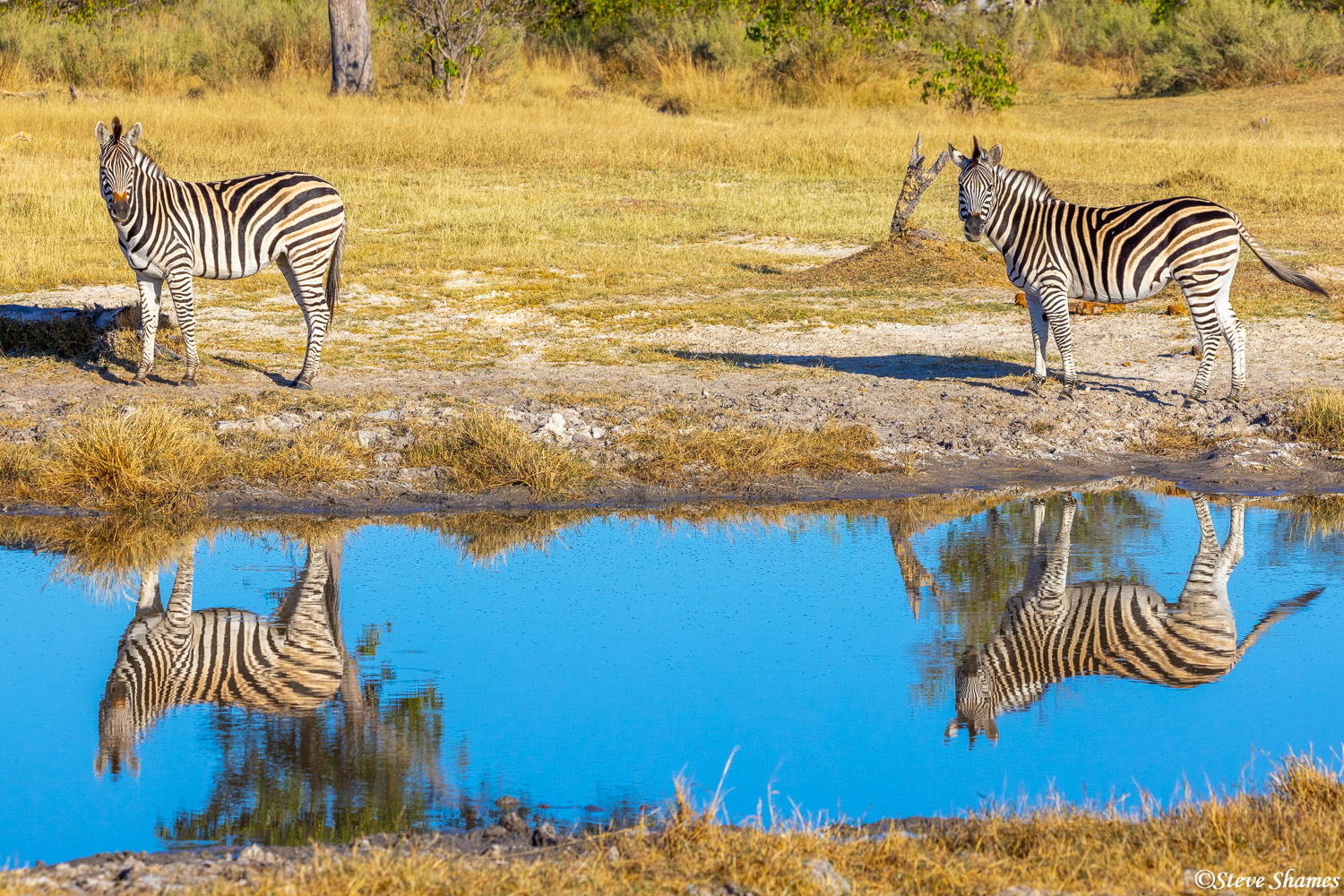 A great reflection here for these Okavango Delta zebras at Moremi Game Reserve.