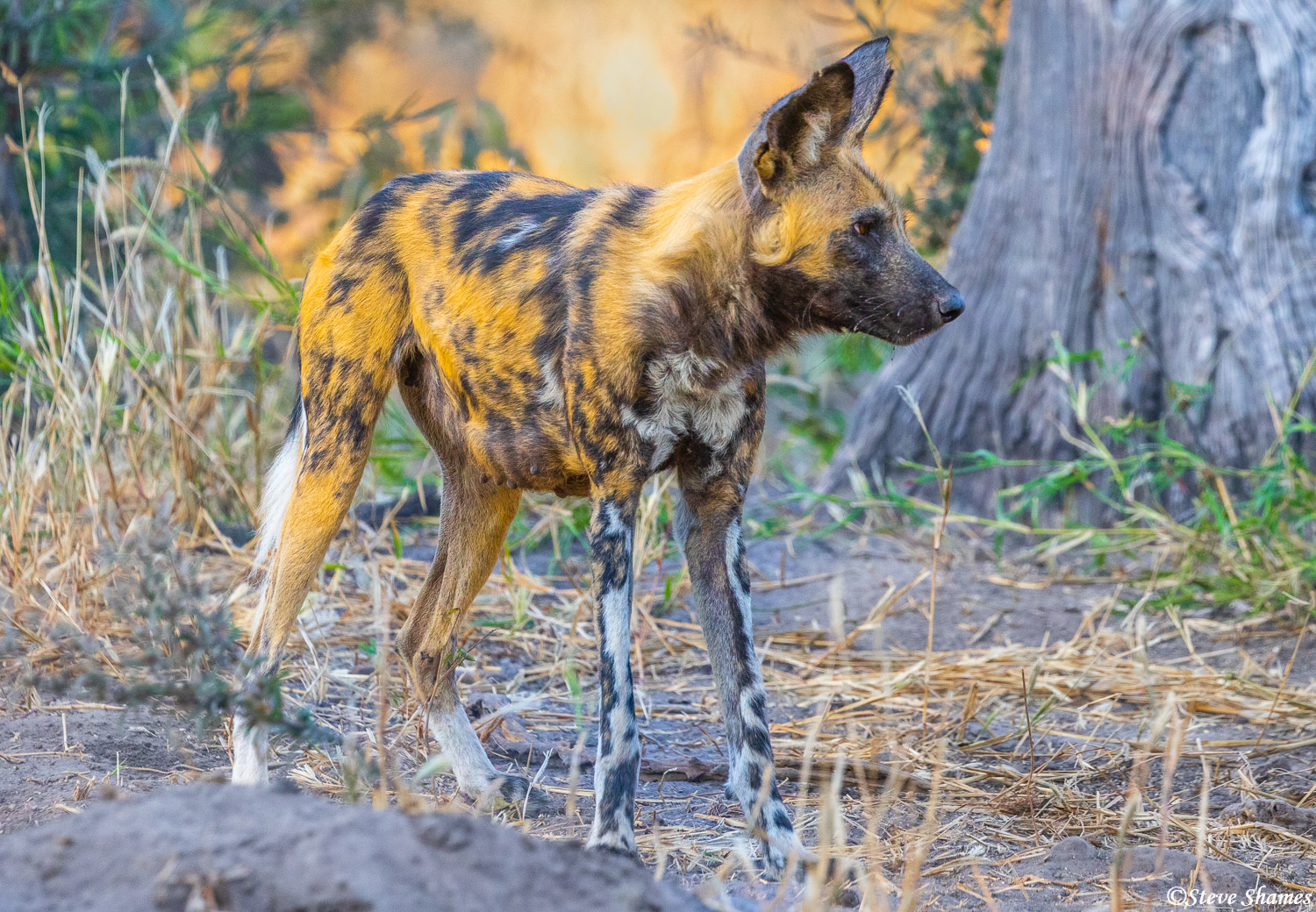 Here is the painted wolf (aka: wild hunting dogs) alpha female.