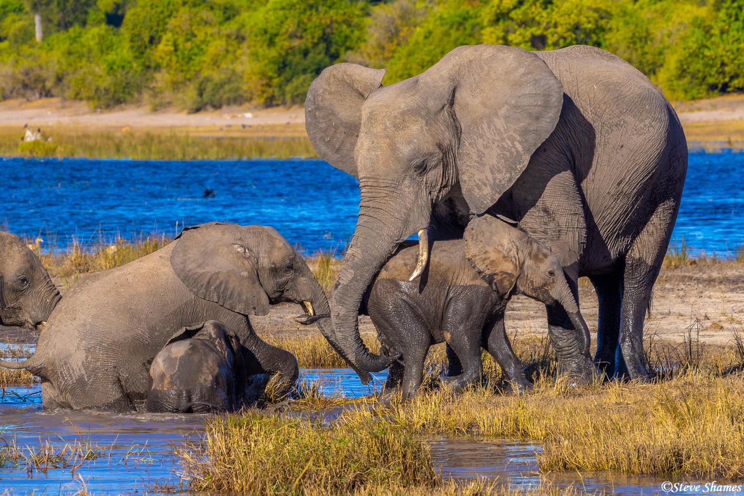 A tender moment at Chobe National Park, with the mother elephant protecting her calf.