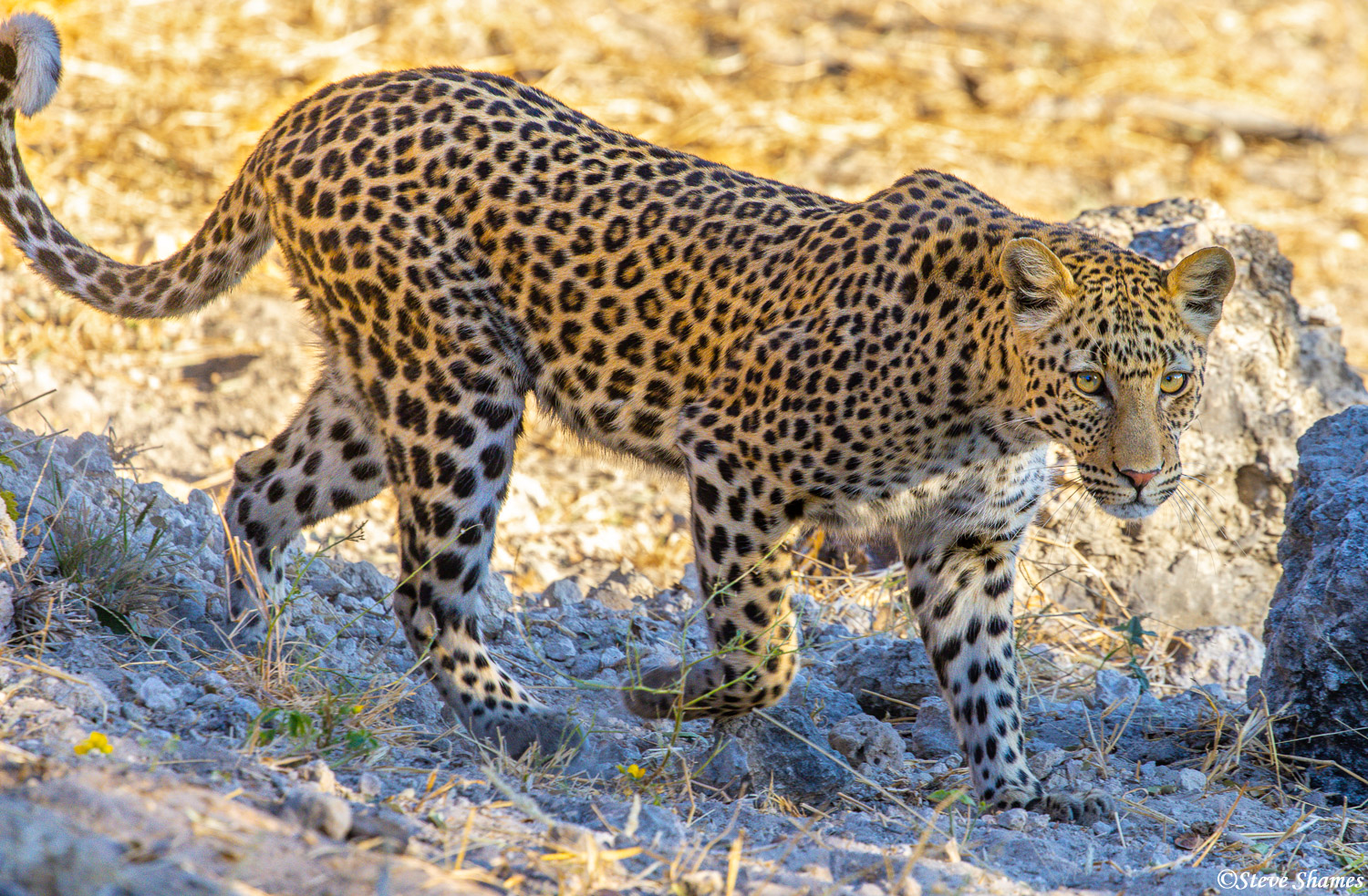 A Makgadikgadi Pans leopard prowling around.