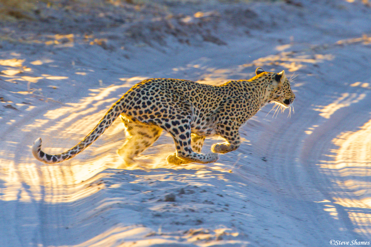 Leopard running across the road in front of us.