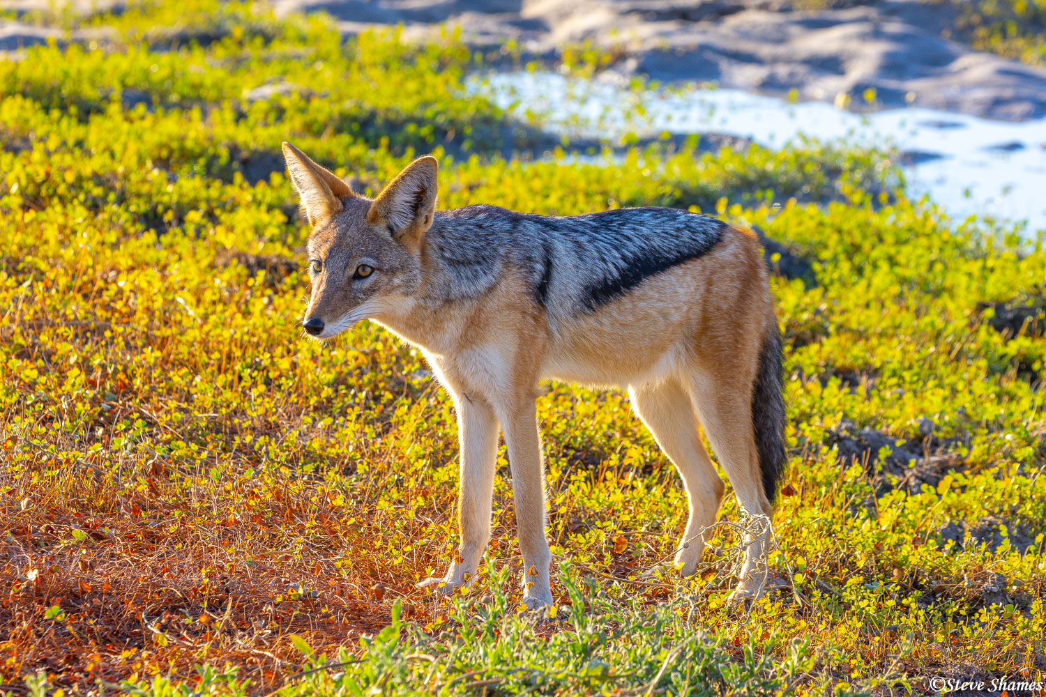 These are called Black Backed Jackals. You can see why. This one is enjoying the warm morning sun.
