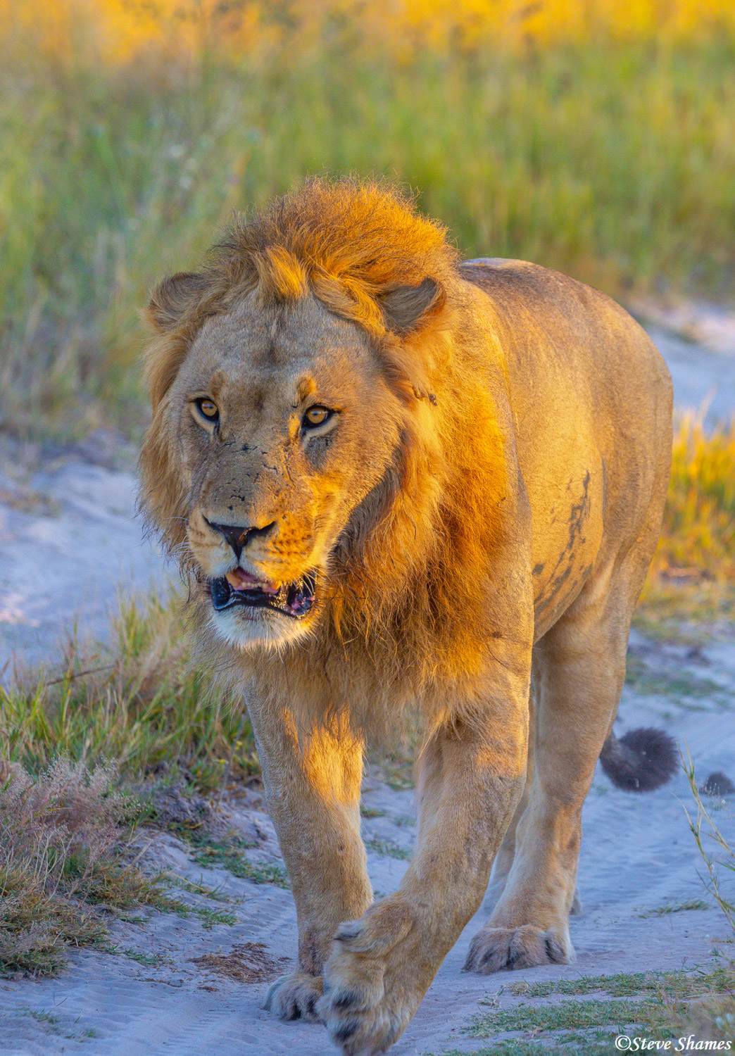 Savuti lion walking around.