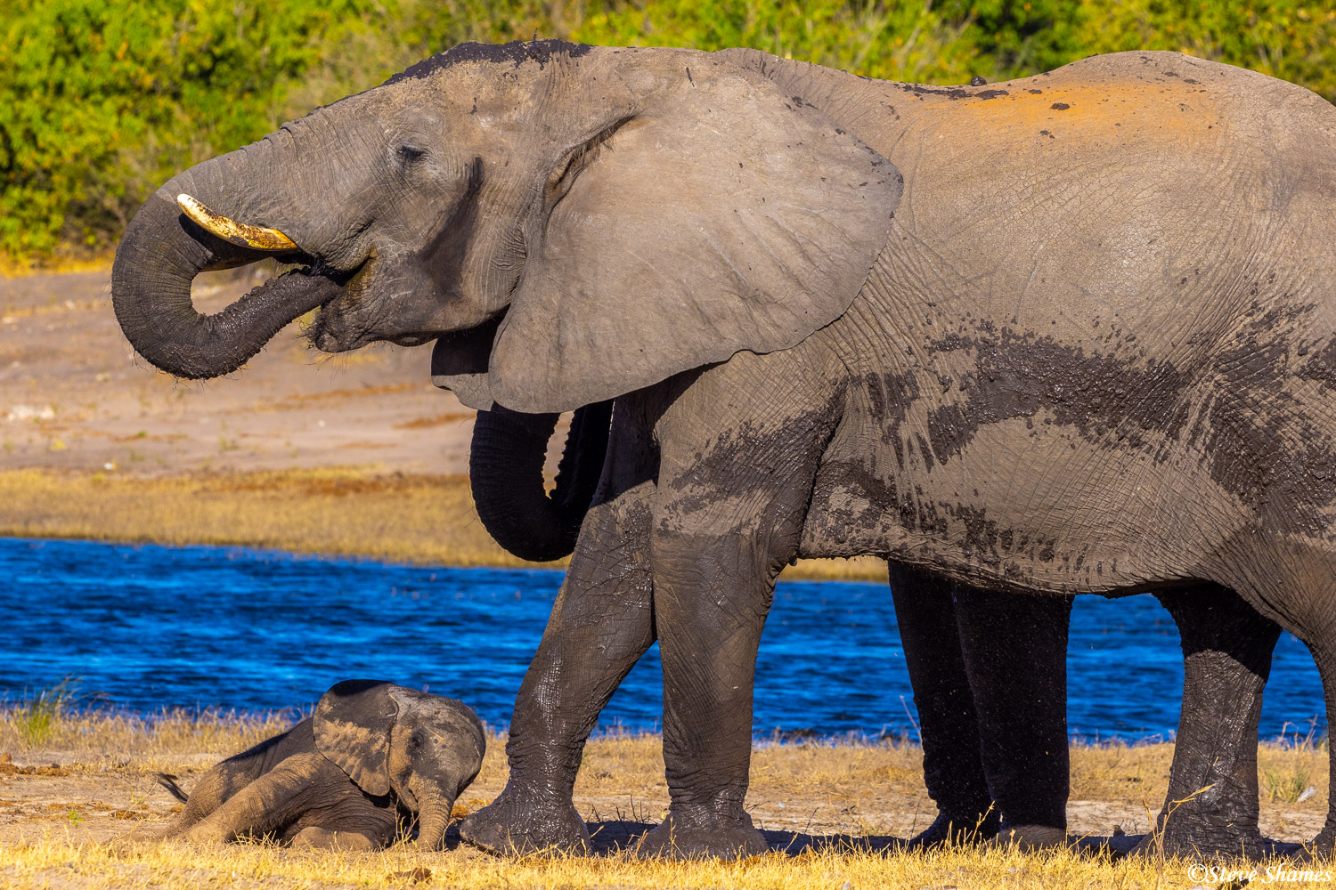 A little baby elephant calf stumbling to get on its feet.