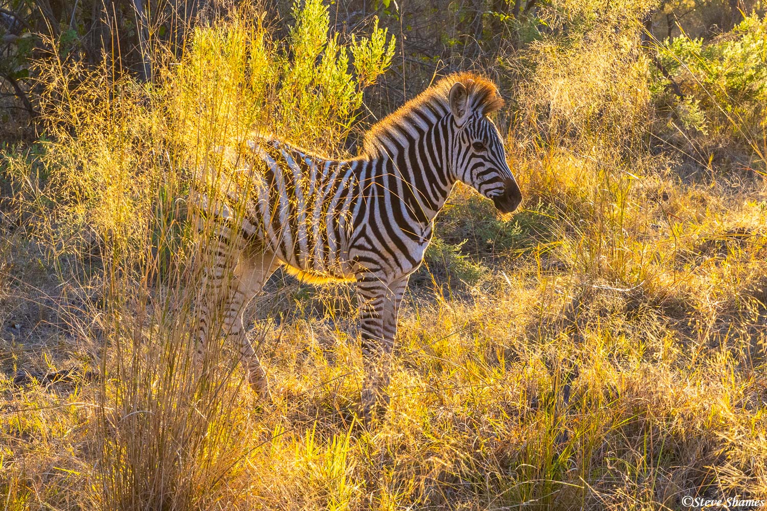 I like the way this young zebra looks in the early morning backlit grass.
