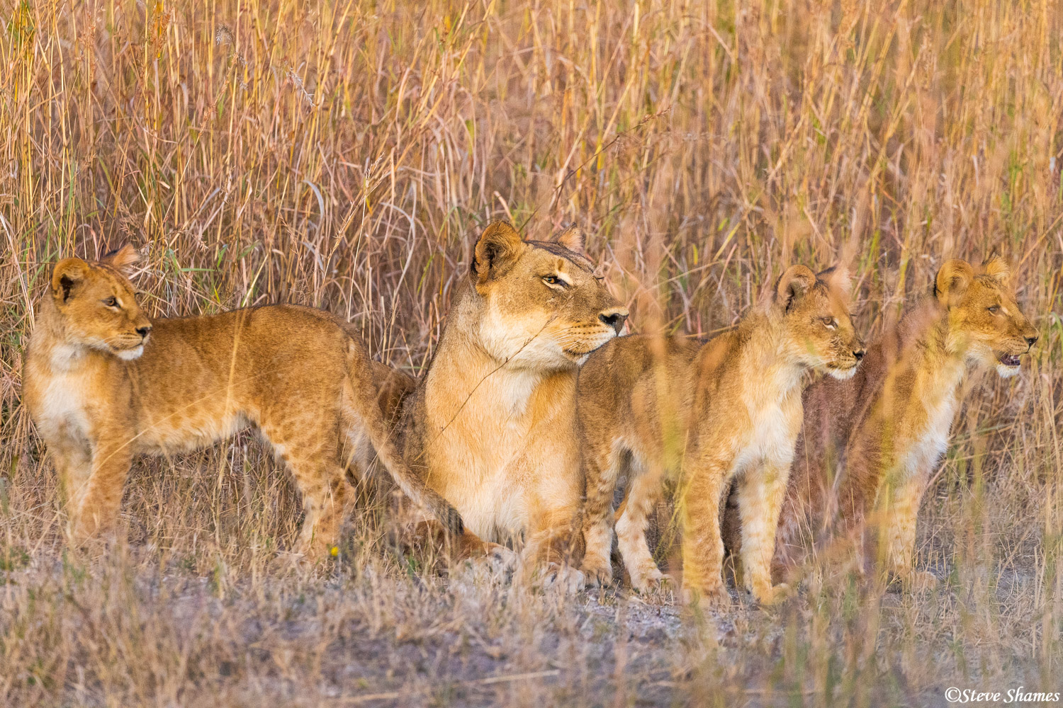 Three little cubs, and momma lioness, in the grass at Chobe National Park.