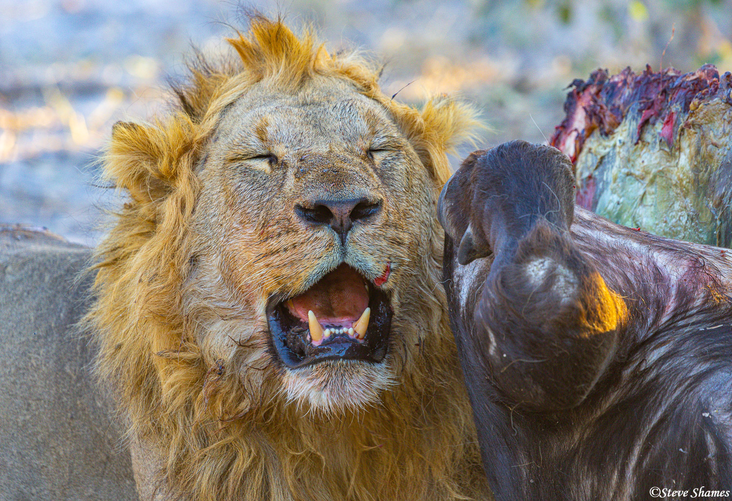 Here is a tired looking lion. I know this gallery is "Predators in Action", but Its hard work eating a cape buffalo, and this...