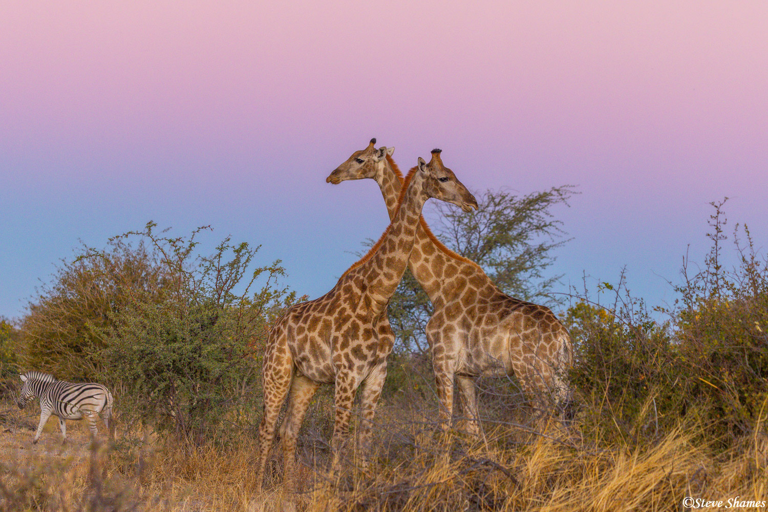 Giraffes in the beautiful twilight, right after sunset.