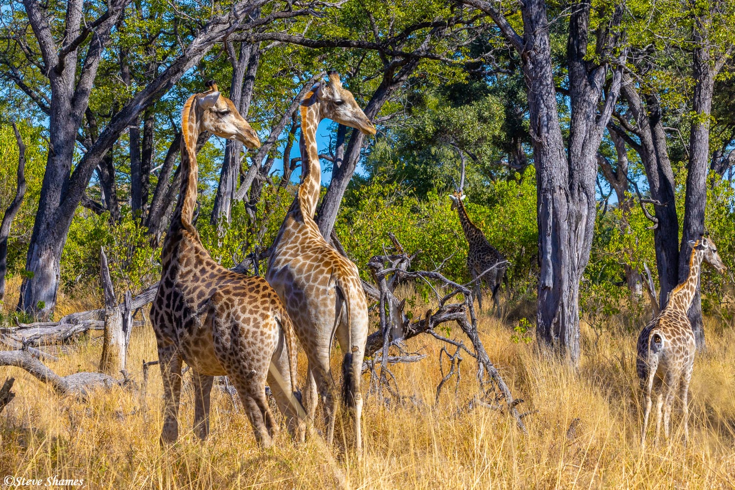 Twin giraffes in the Botswana bush.
