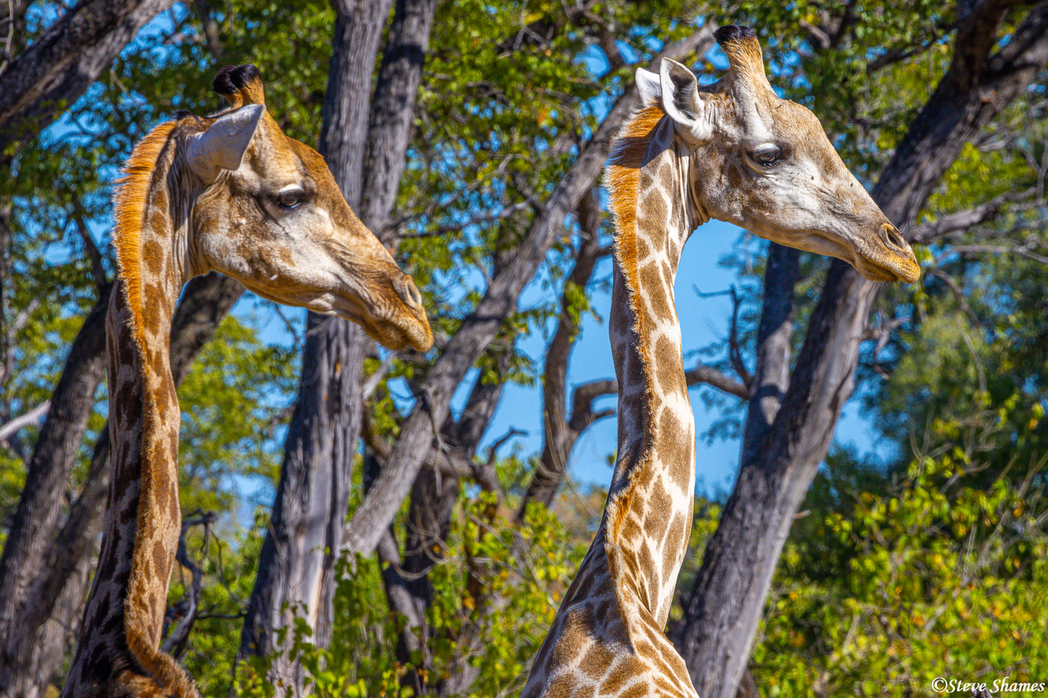 Two giraffes looking over at something. At Moremi Game Reserve in Botswana.