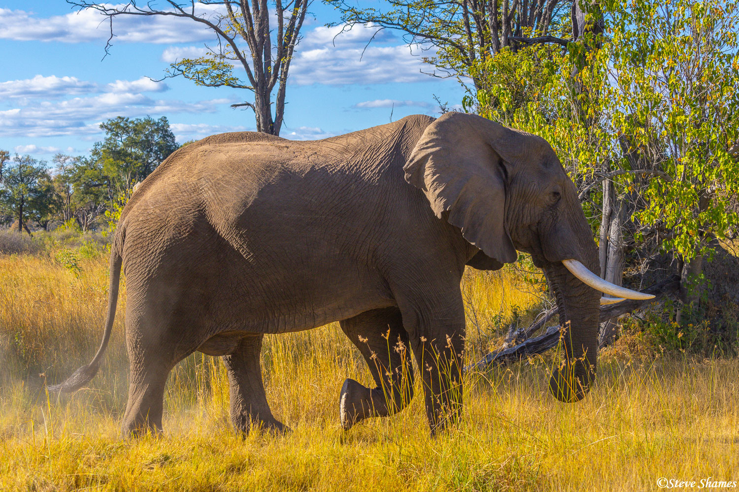 Elephant out for a walk in Moremi Game Reserve.