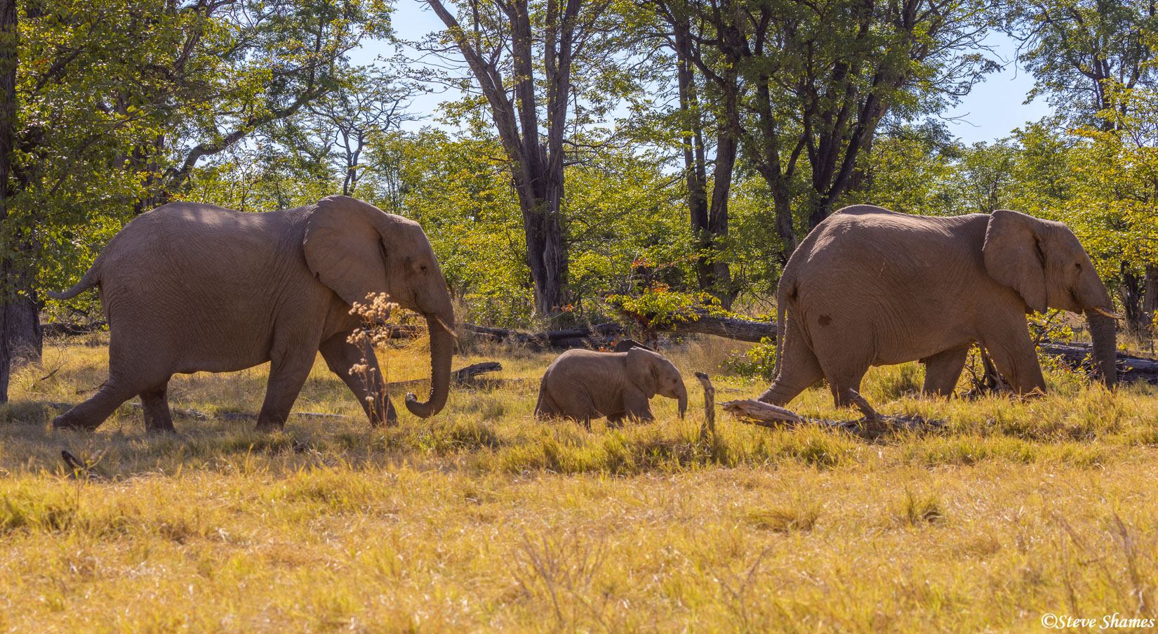 Moremi elephants walking with the youngster protected in the middle.