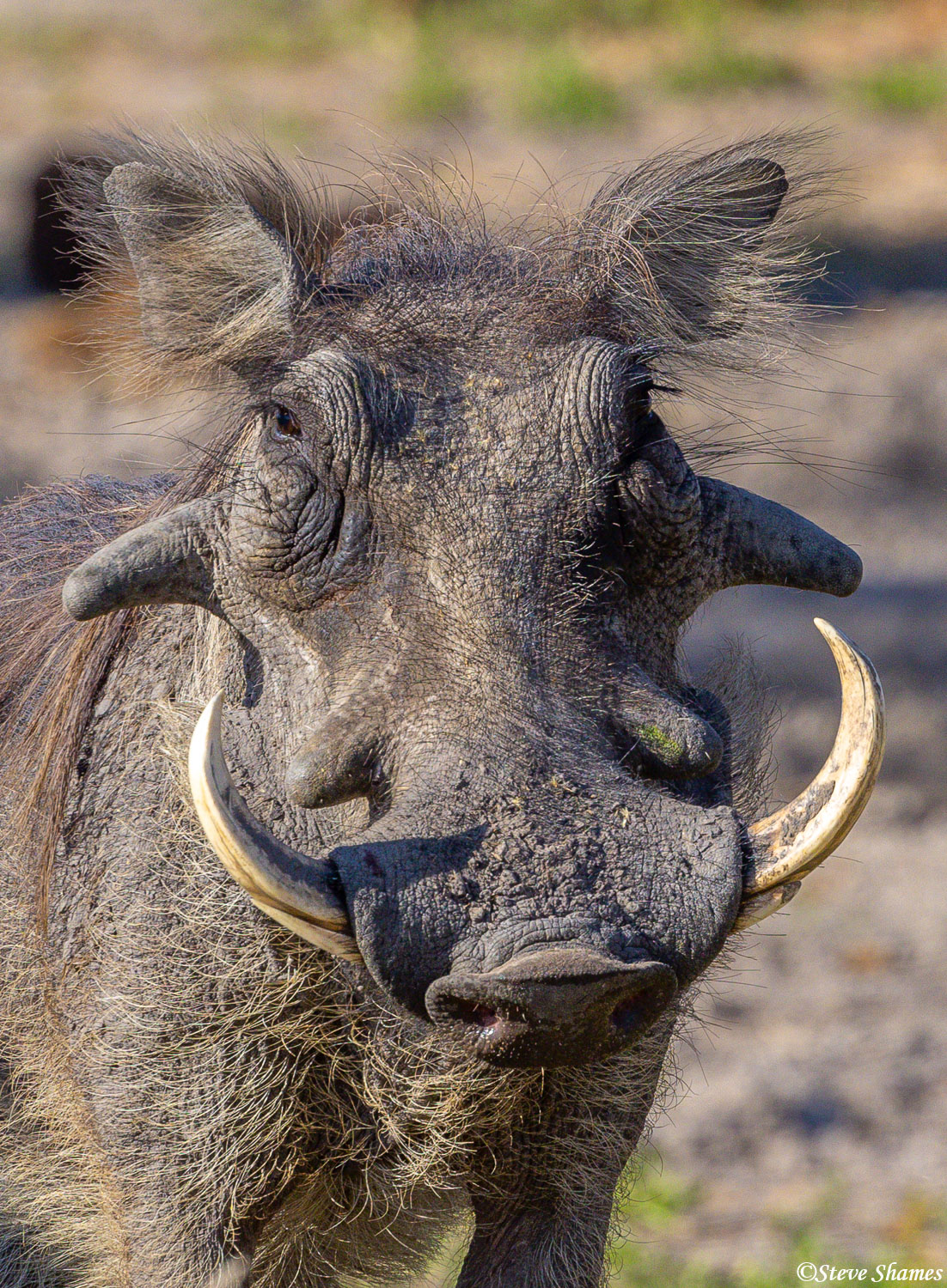 Here is a great looking warthog. Warts and tusks and all.