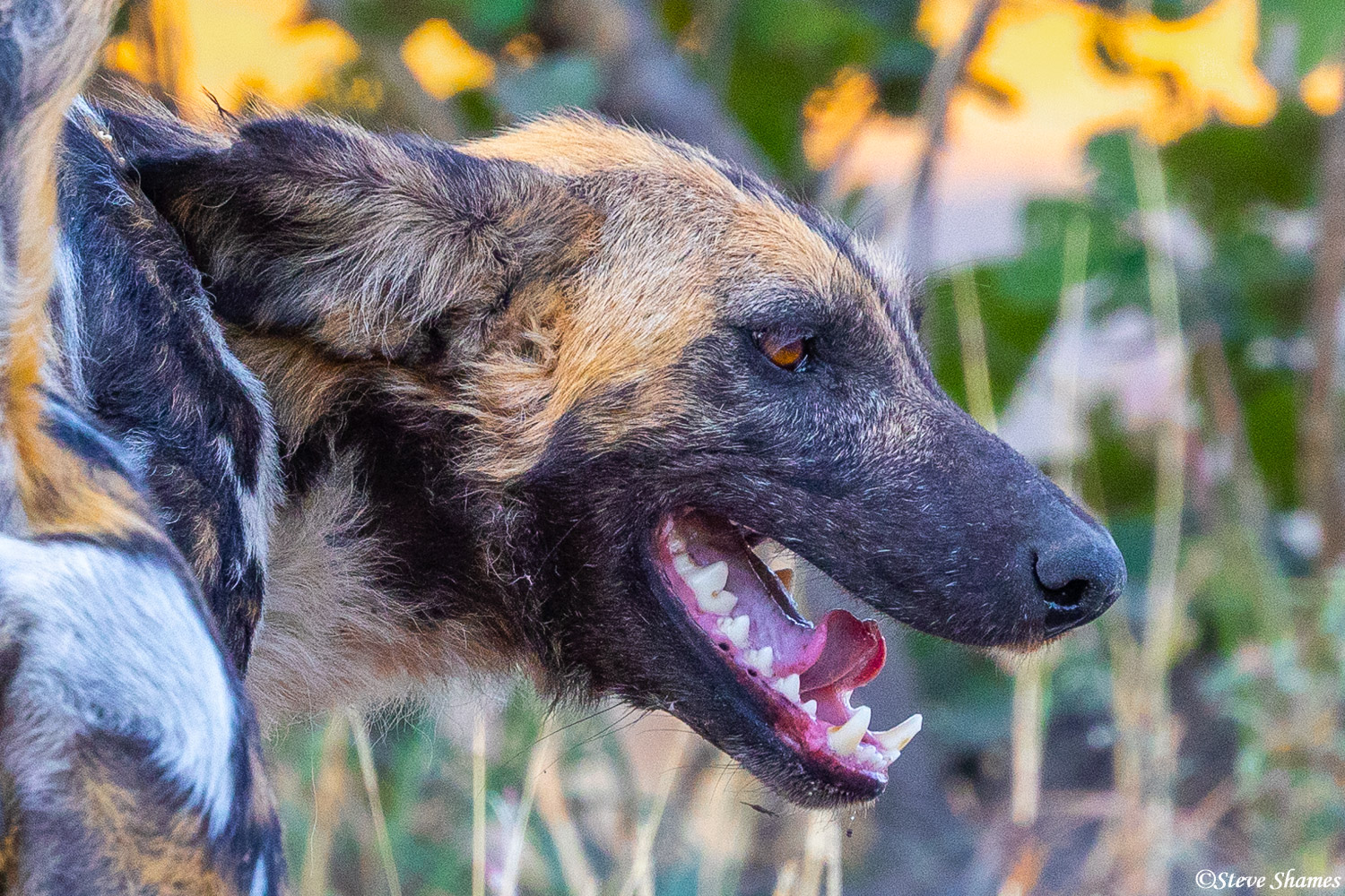 Close up of an African wild dog. Looks pretty much like most dogs.