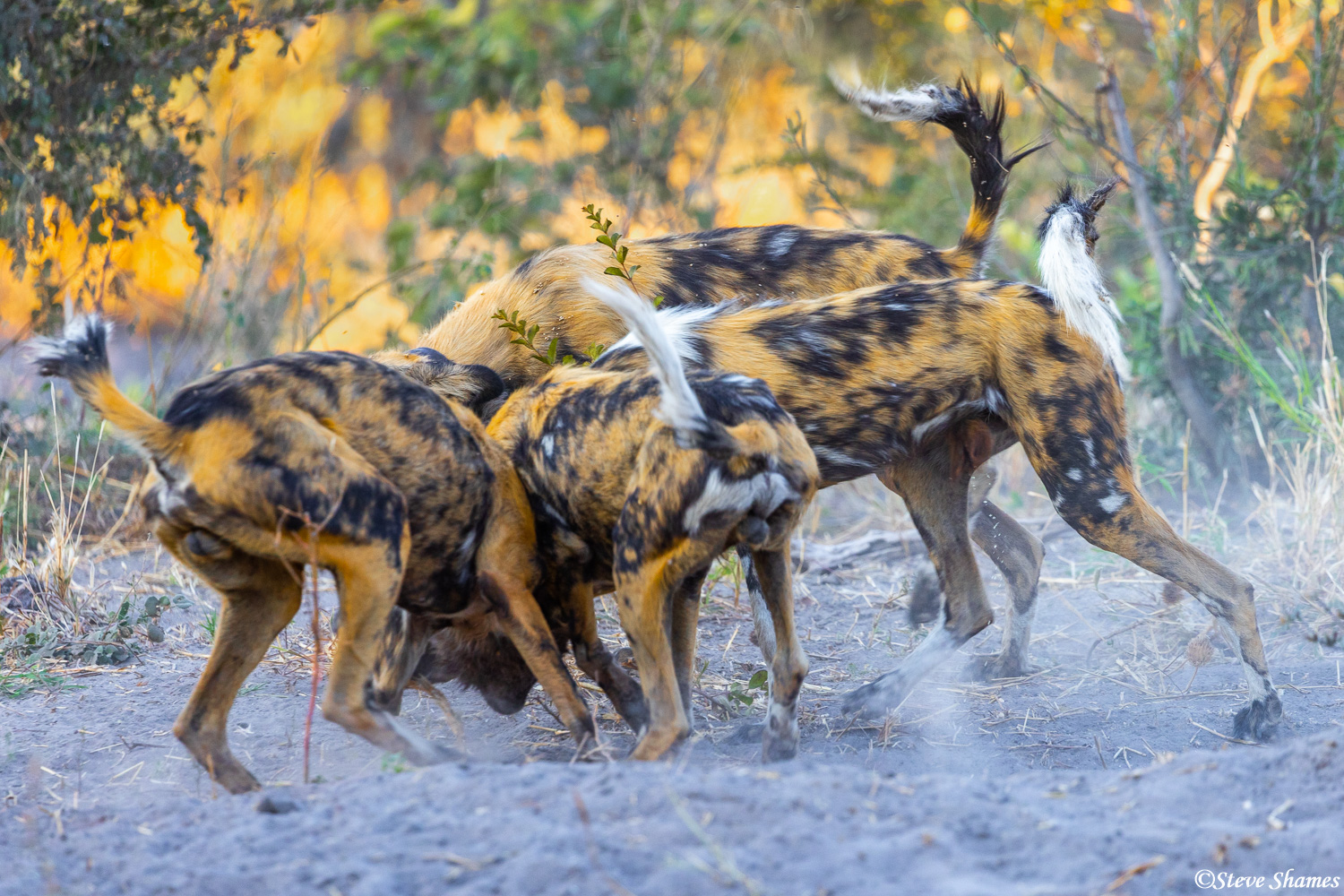 African wild dogs in a frenzy of greeting.