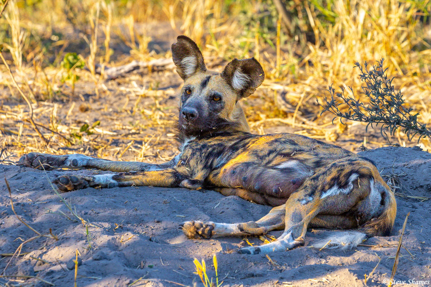 A Botswana wild dog relaxing in the shade.