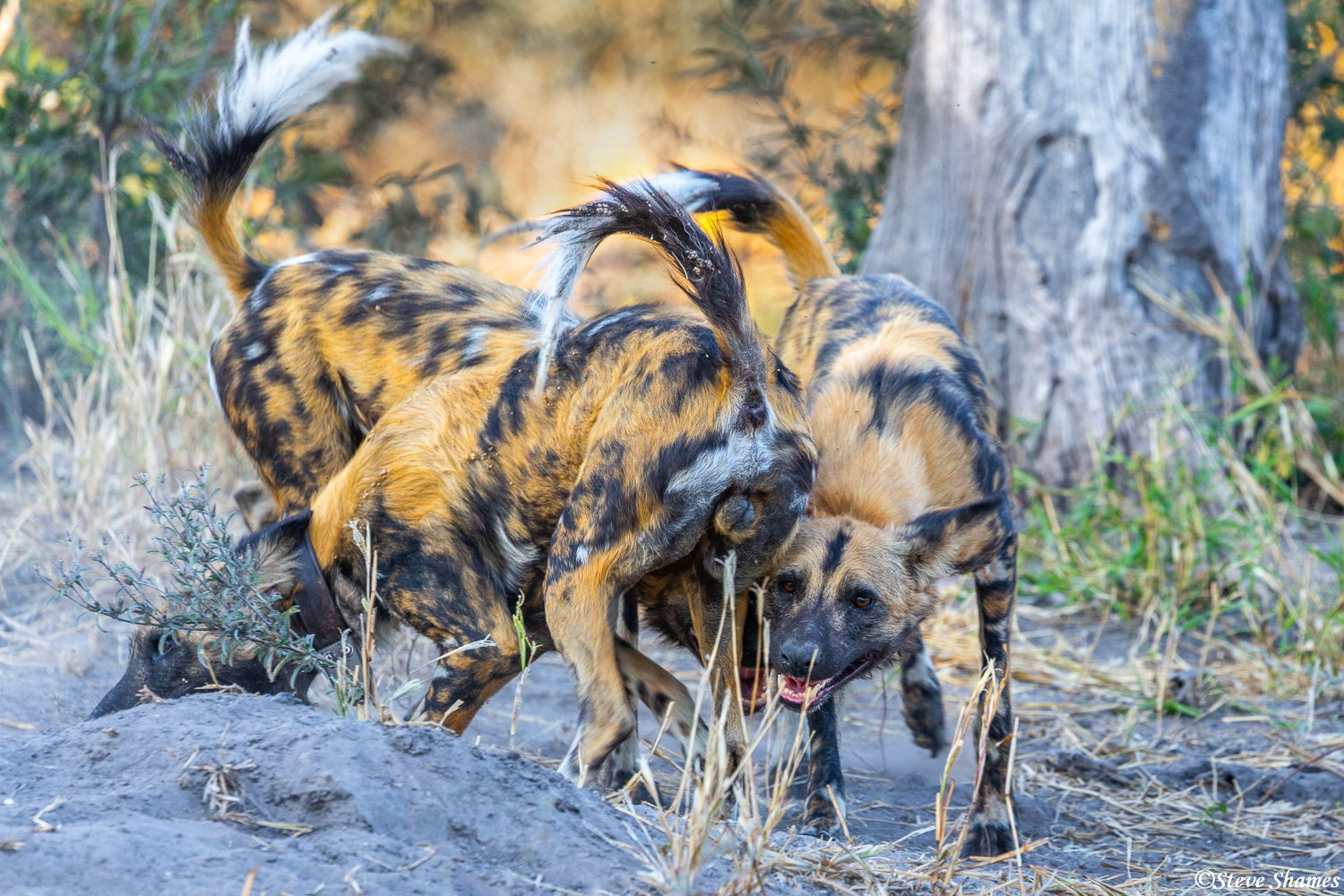 Wild dogs greeting, in a wild frenzy.