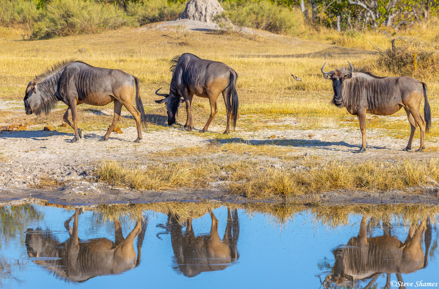 We had a nice reflection here of these wildebeest.