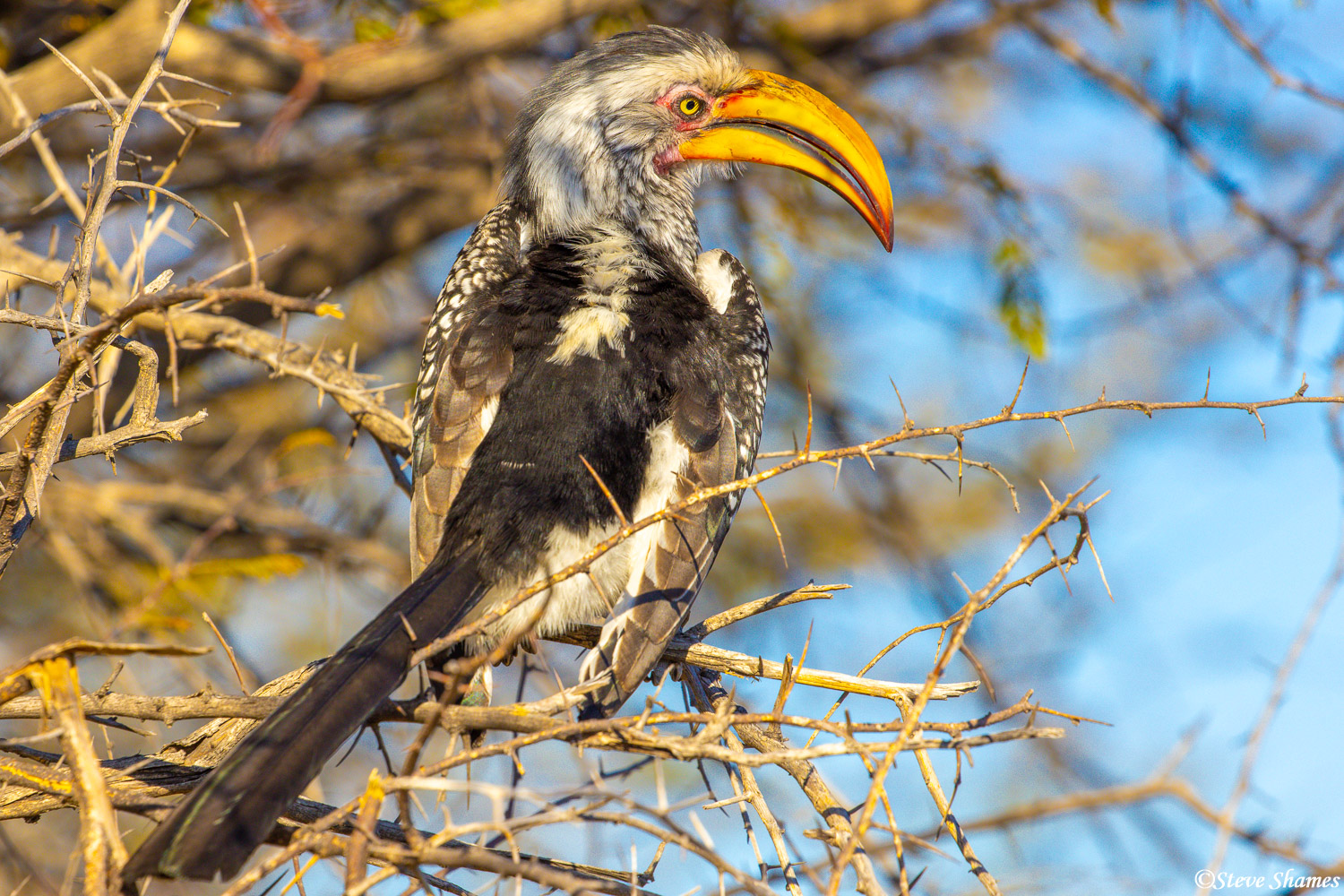 There are lots of hornbills in this part of Botswana. This one is a yellow billed hornbill.