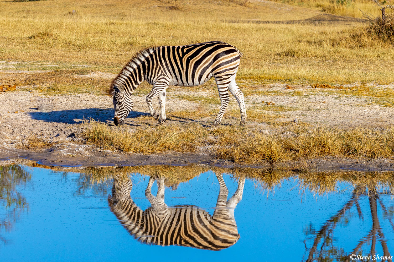 We were lined up just right to get a great reflection from this Zebra in Botswana!
