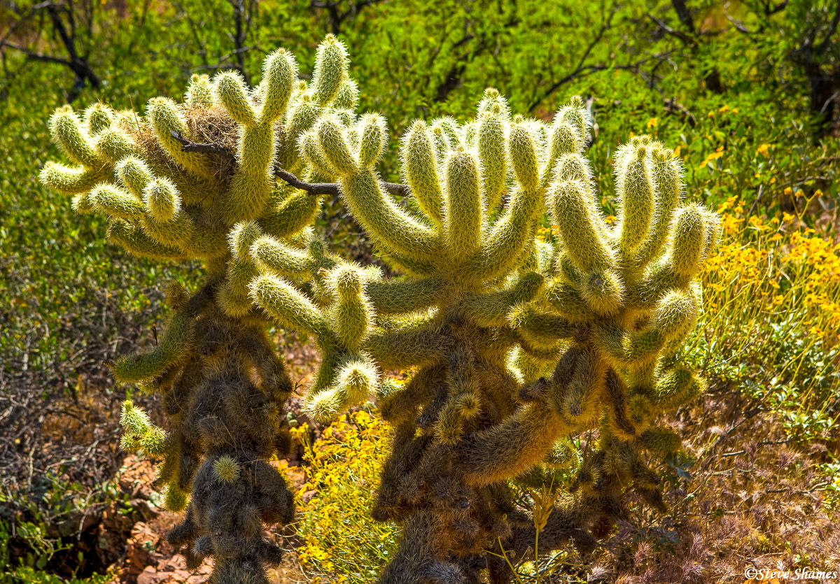 Backlit cactus takes on a glowing look.&nbsp;