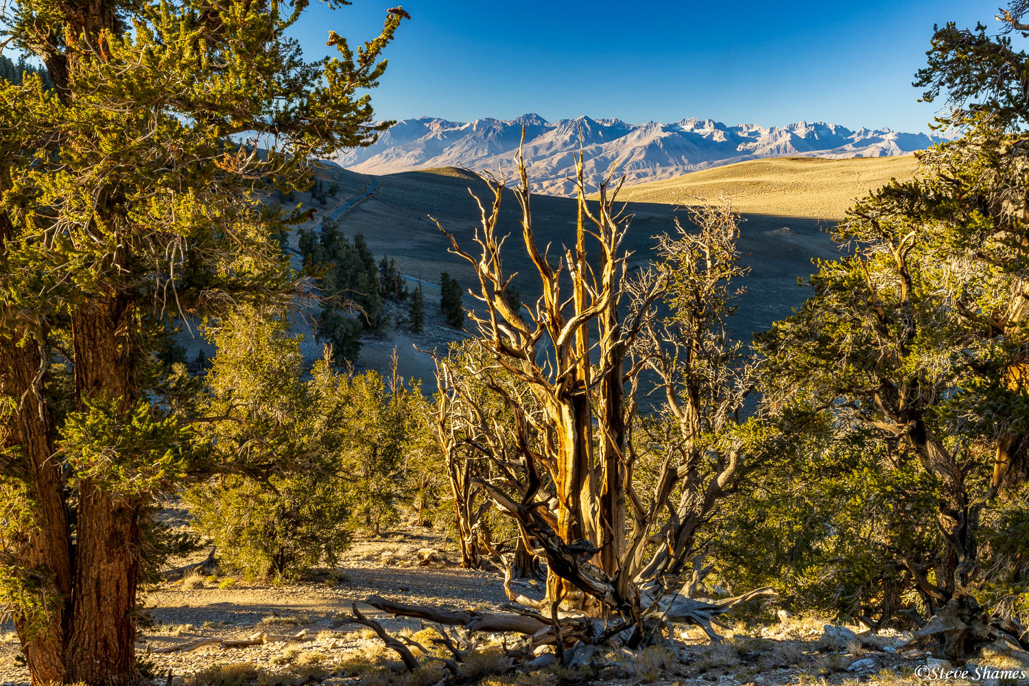 A scene at Bristlecone Pine Forest, with the Sierras in the distance.