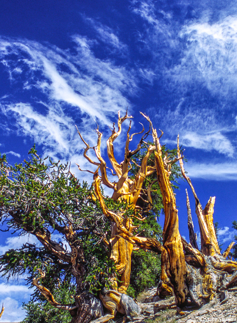 The Ancient Bristlecone Pine Forest, a sparse, barren forest over 10,000 feet high. The oldest living things on Earth are found...