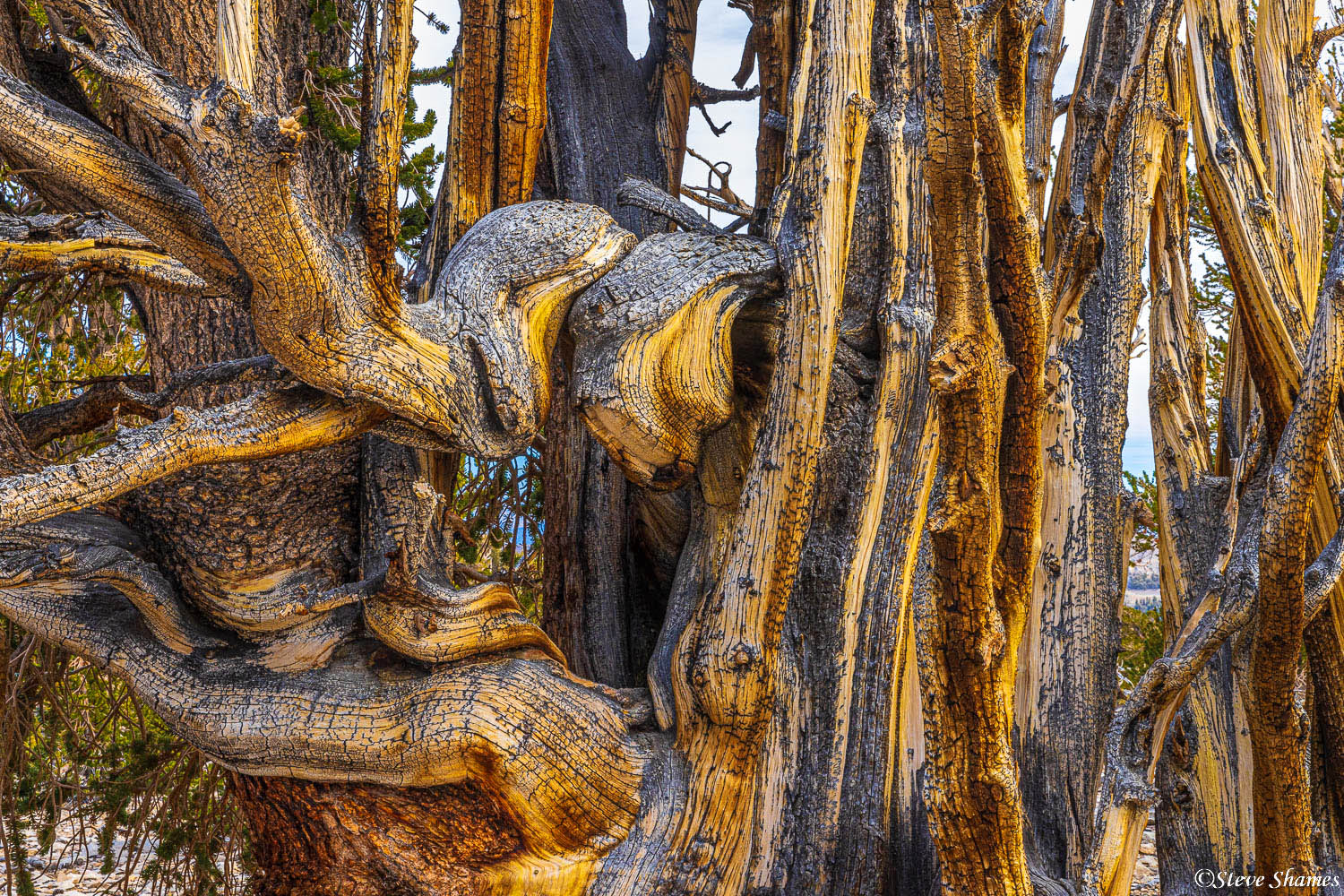 The twisted gnarly wood of a bristlecone pine tree.
