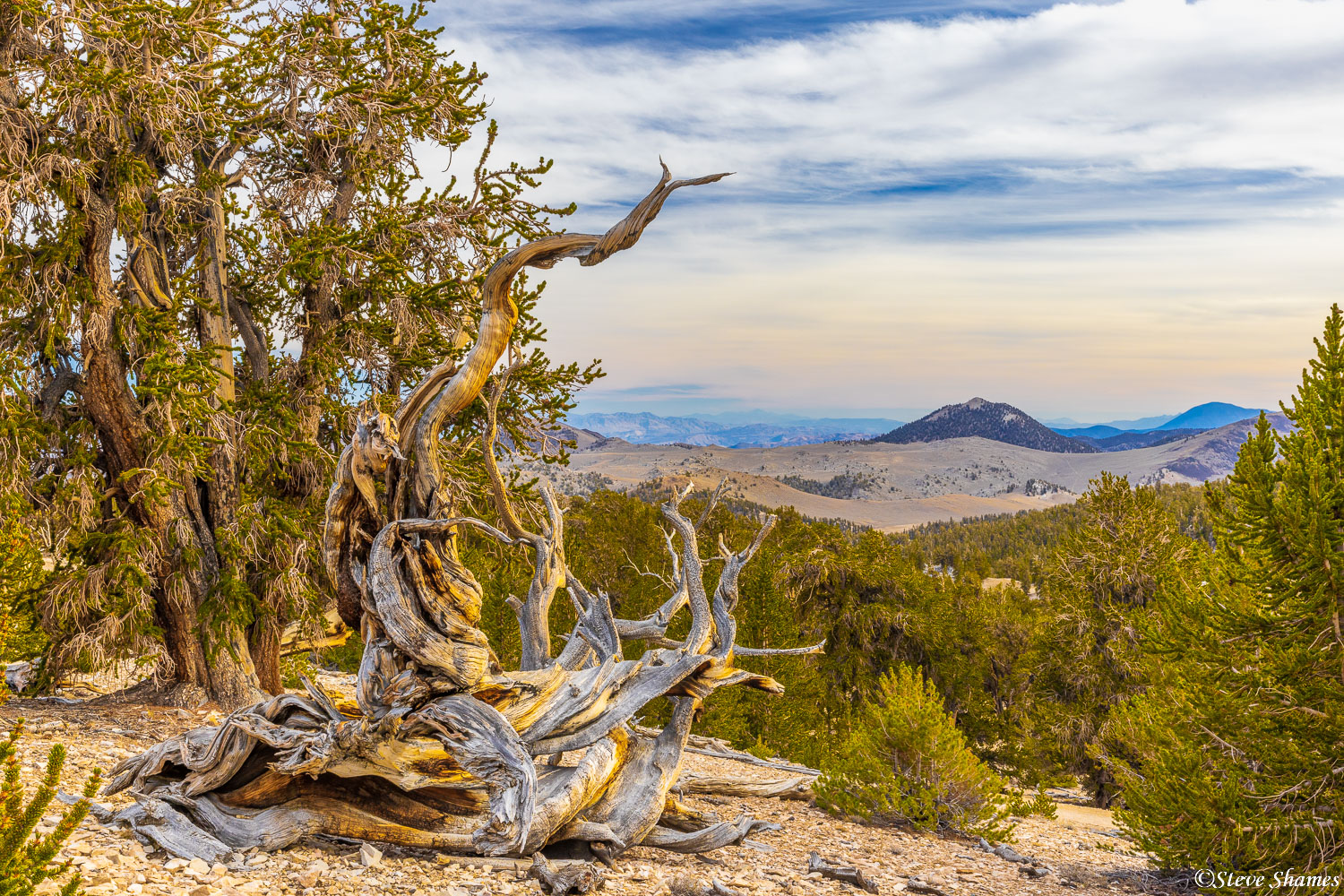 A distant view with a gnarly dead bristlecone pine in the front.