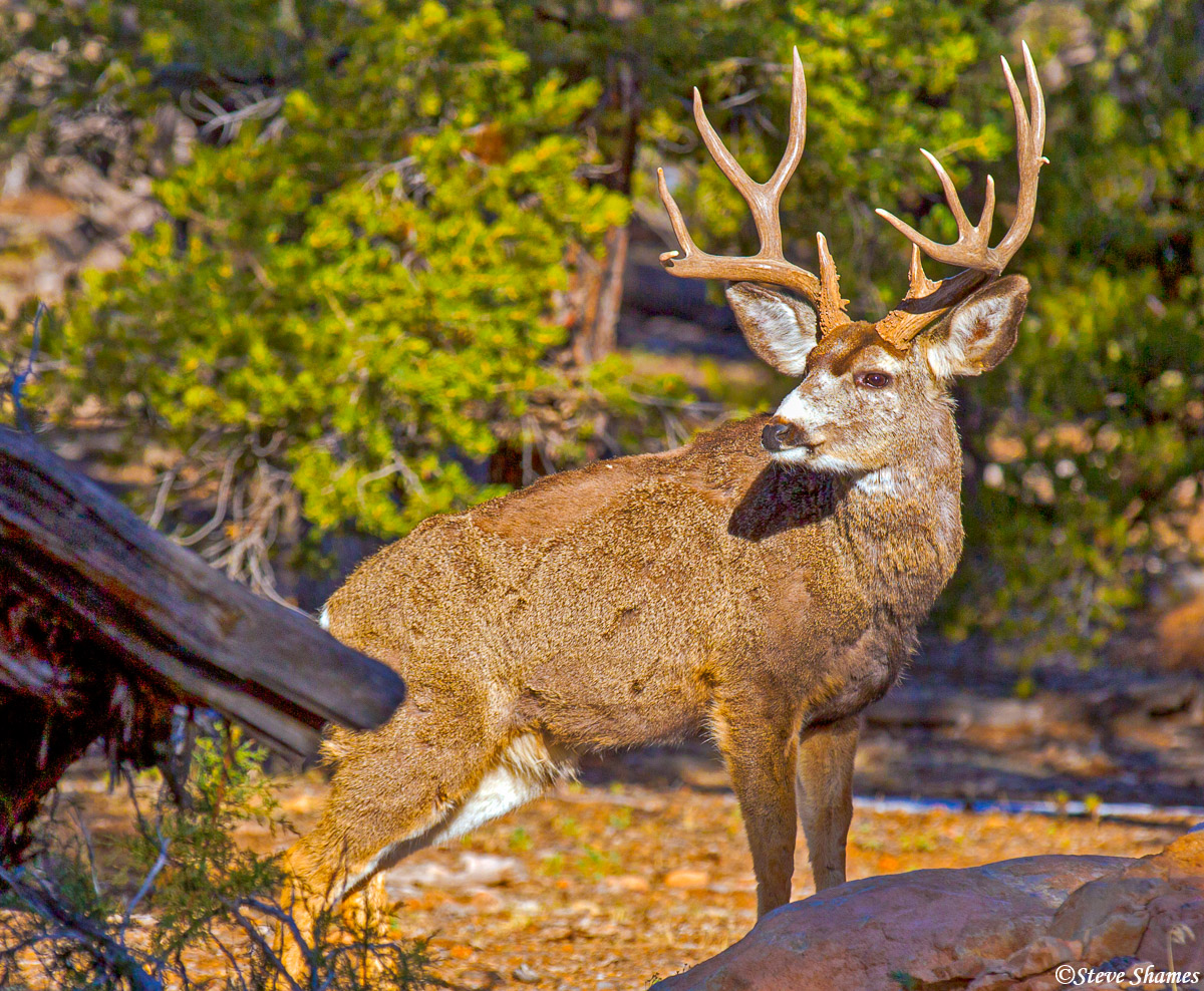 A handsome looking buck mule deer on the road to Grand Canyon.