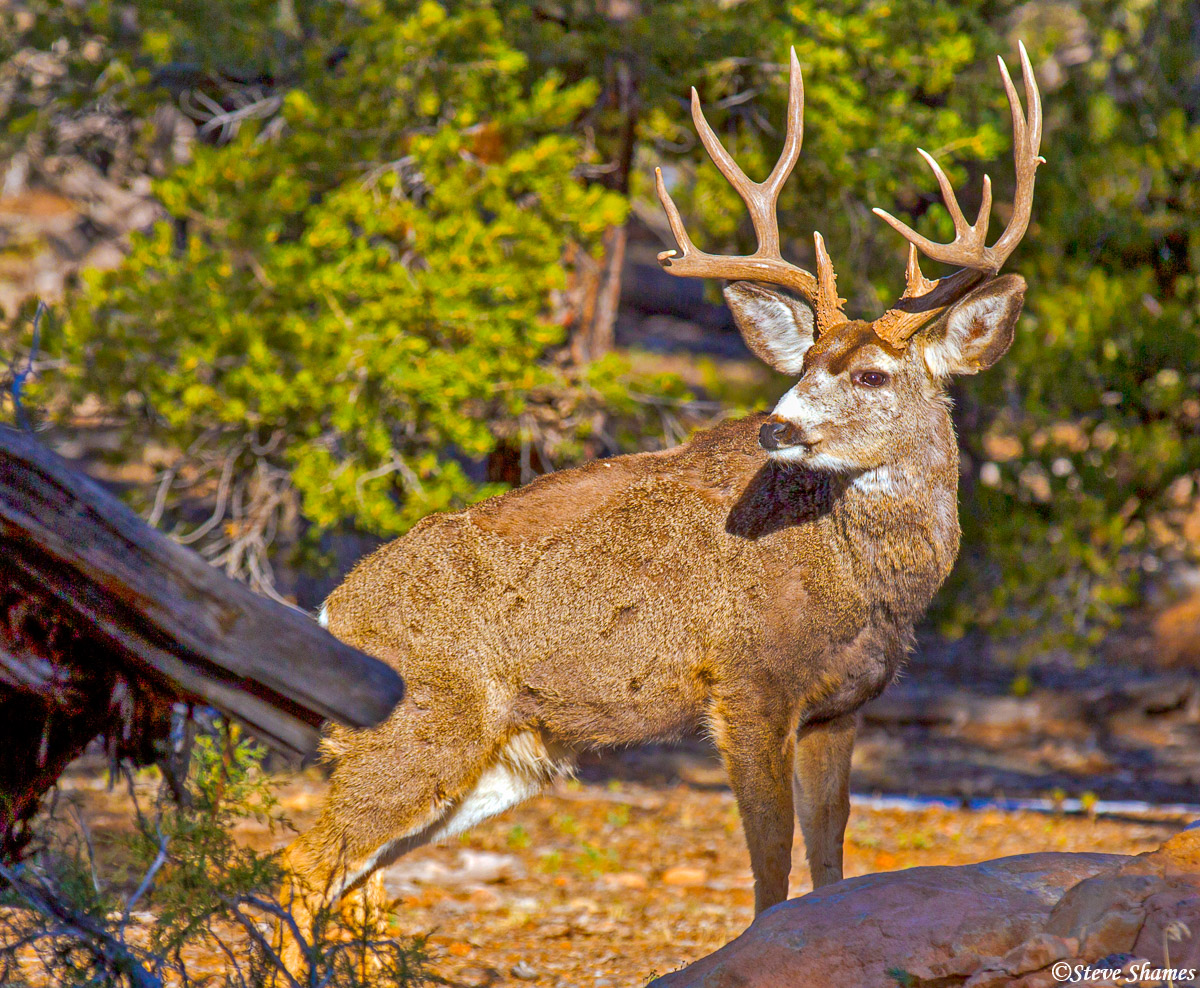 A handsome looking buck mule deer on the road to Grand Canyon.