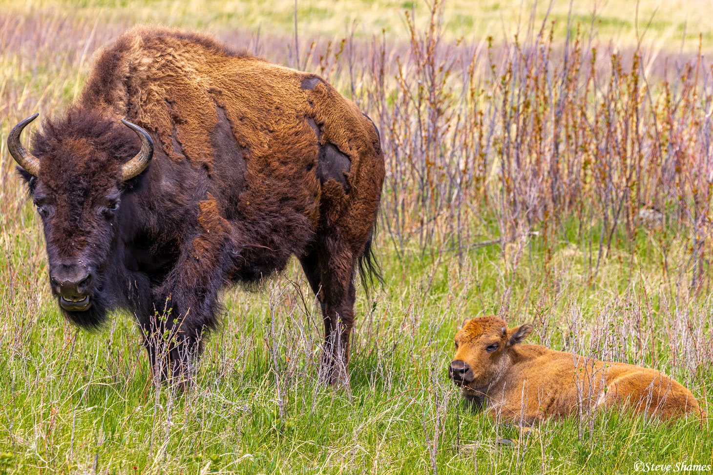 Mother buffalo standing guard over her calf. At Custer State Park.