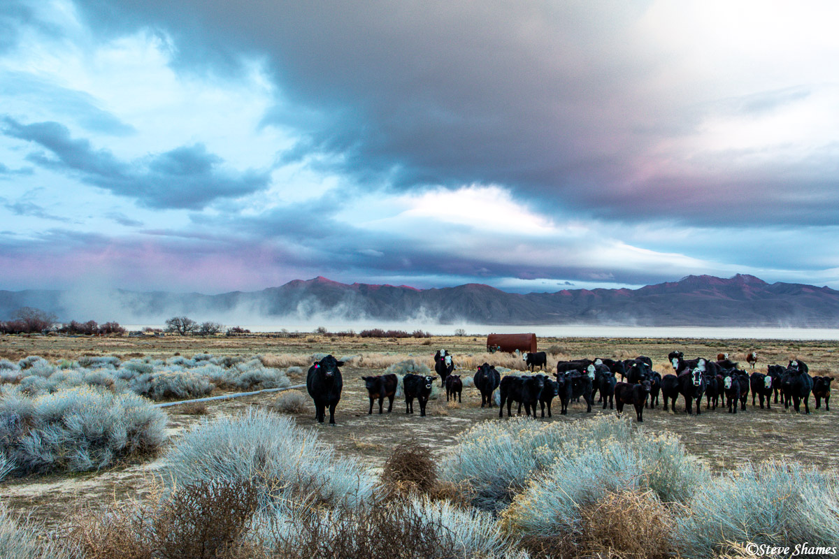 These cows probably hate the month of August, where thousands of people invade their space to attend the Burning Man Festival