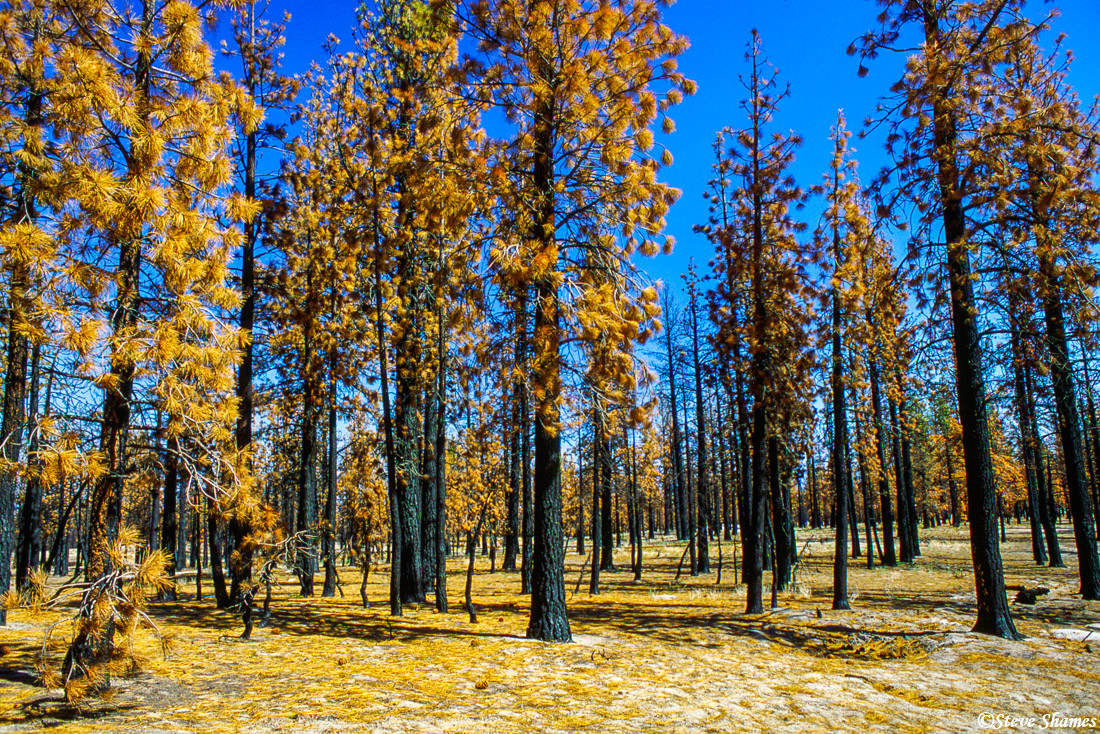 A forest of burnt trees had kind of a surreal look.