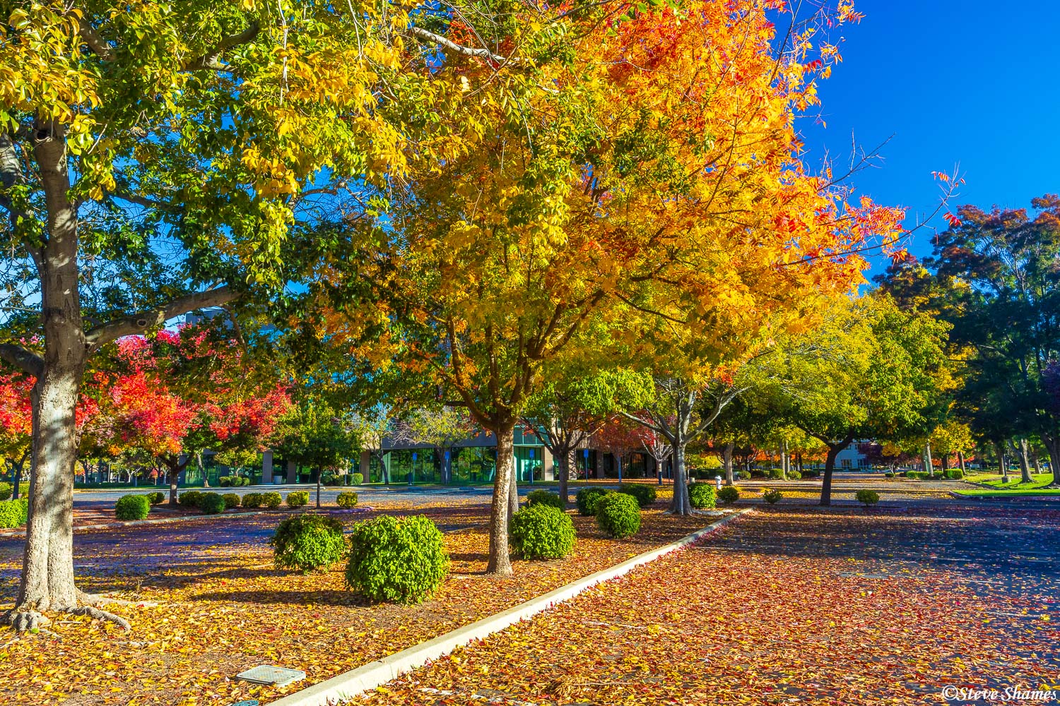 About the only time I stray away from nature and landscape, is in the fall, when some of the business parks really light up with...