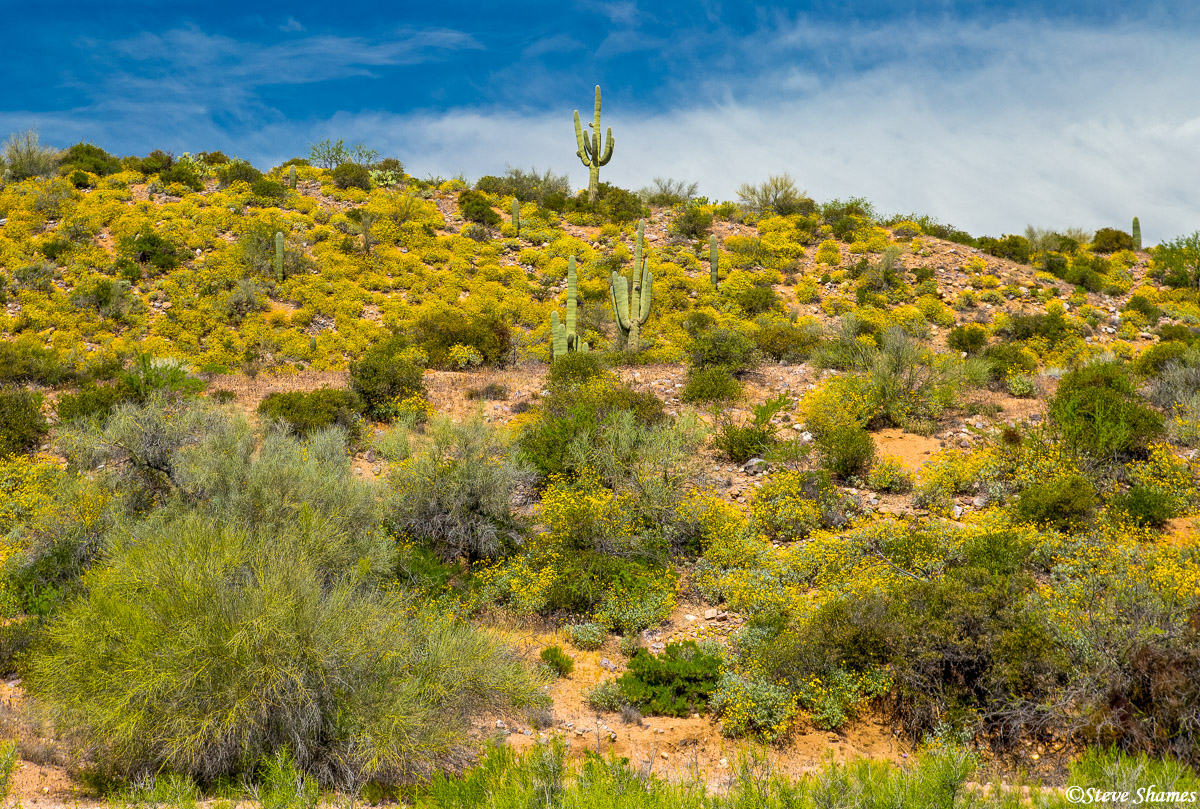 I like the lone cactus sticking up in the air.