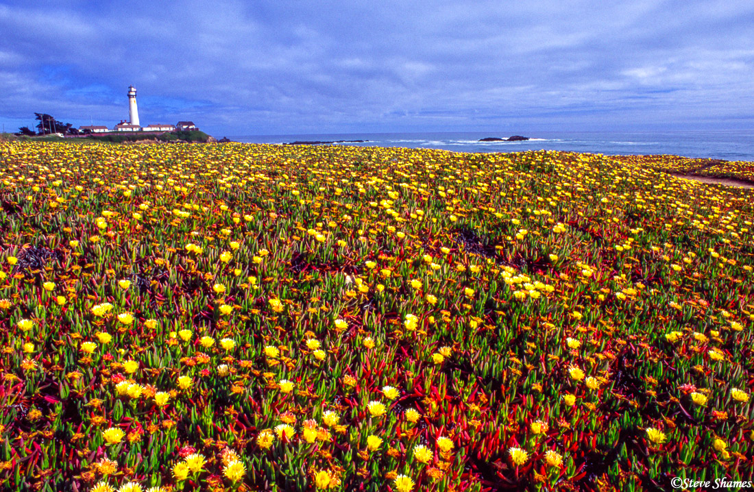 Ice plant is very common on California ocean environments. Especially at this spot.