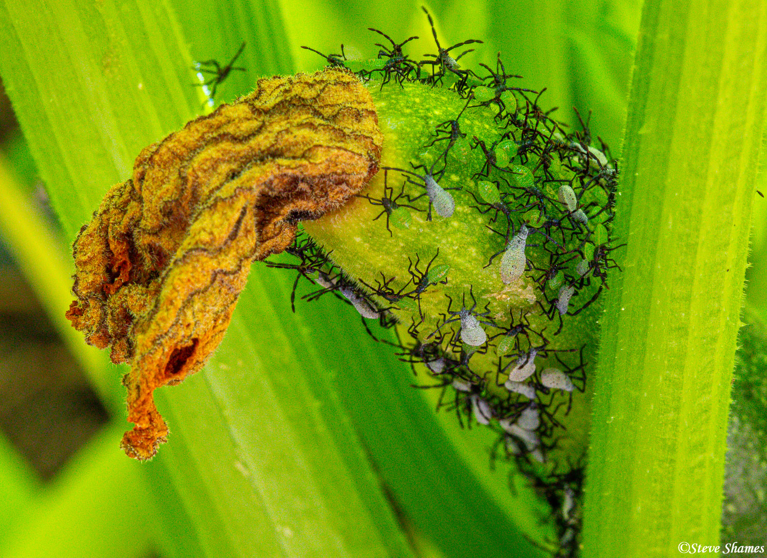 Backyard squash bugs. These are considered pests.