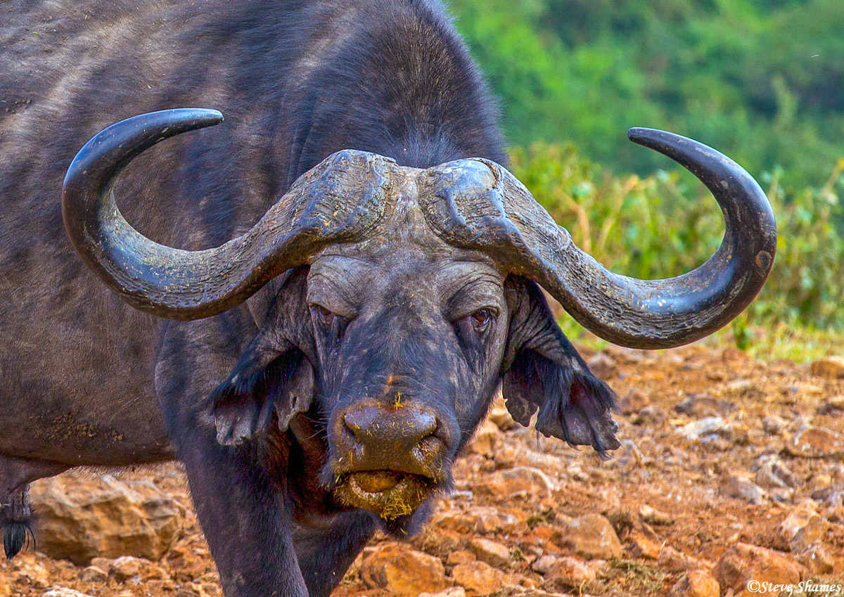This buffalo has a kind of goofy look on his face.