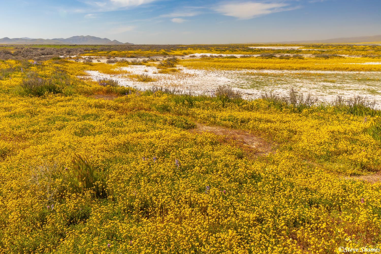 Flowers were heavy in bloom at Carrizo Plain. The white from Soda Lake gives some nice contrast.