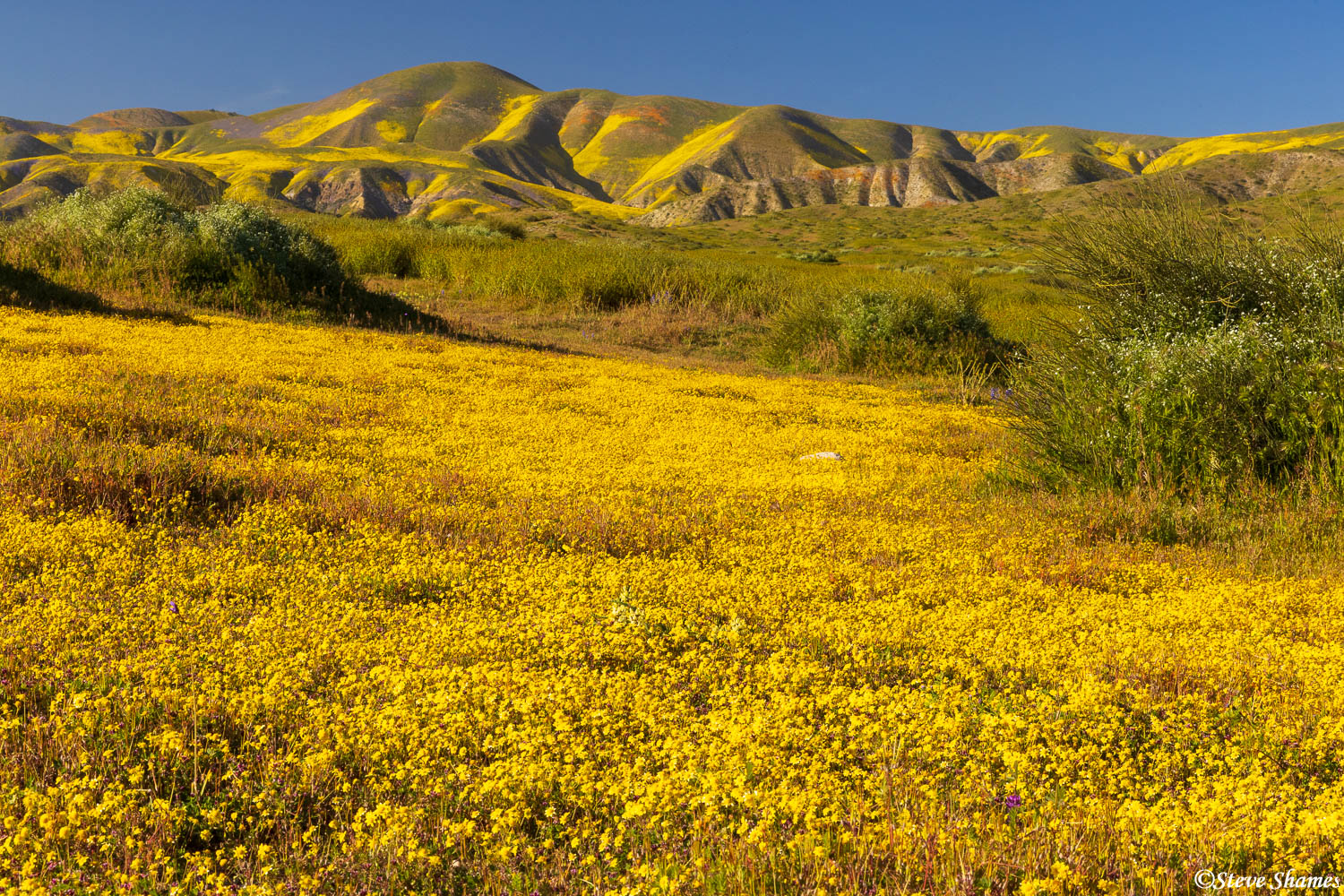 A scene at the Carrizo Plains during the "super bloom"! I really like the colorful hills.