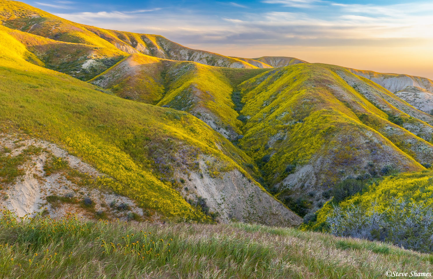The flower covered hills at sunrise.
