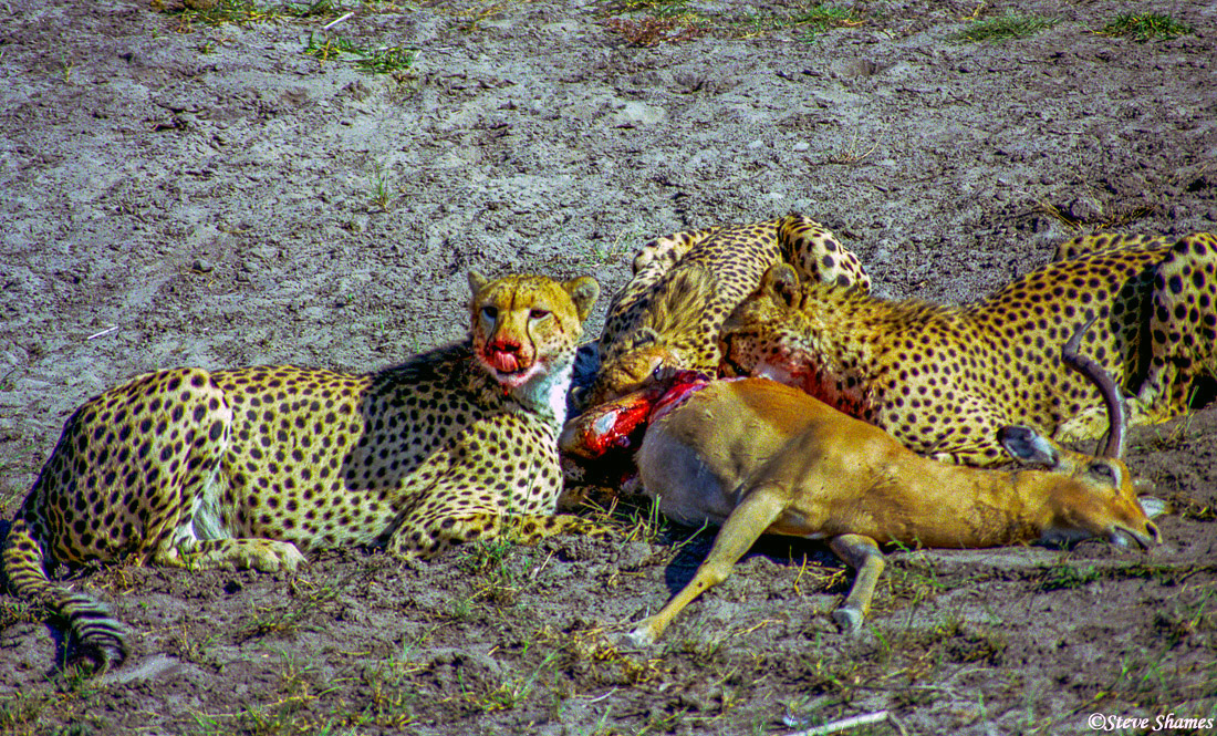 The cheetahs get down to eating. They need to eat quick in case larger predators are close by and chase them off. Its the middle...