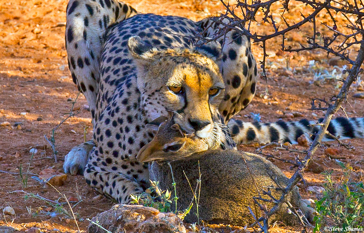 Here is what the cheetah caught -- a dik-dik. The smallest of the antelopes