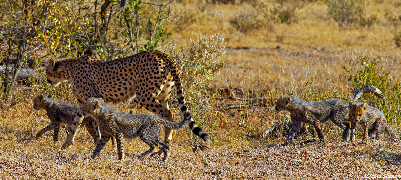 Here are all four cubs of this mother cheetah. Hopefully most of them will make it to adulthood.