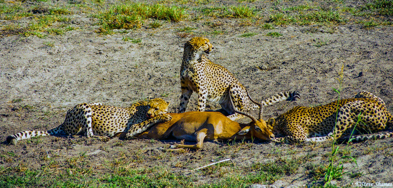 The impala appears to be dead, but the one cheetah still has not let go of the throat.
