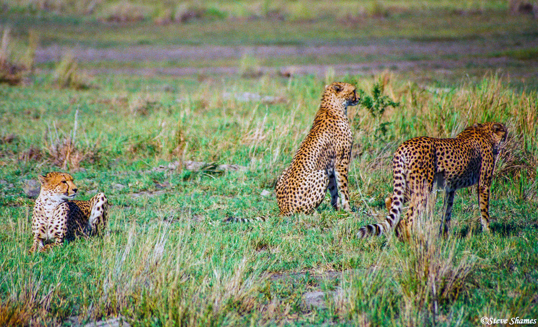 We came across 3 cheetah brothers looking around.