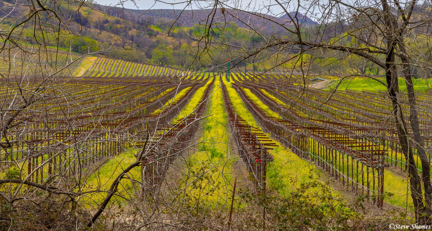 I really liked the looks of this Chiles Valley vineyard, with the bright yellow strips of wild mustard