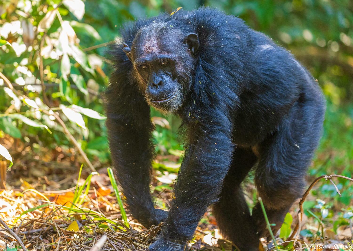 This chimp has a little freckled bald spot on his forehead. This ones name is Orion.
